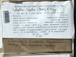 Mylia taylorii (Hook.) Gray, Bryophytes, Bryophytes - Russian Far East (excl. Chukotka & Kamchatka) (B20) (Russia)
