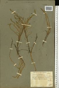 Salicornia europaea L., Eastern Europe, Lower Volga region (E9) (Russia)