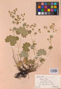 Alchemilla nemoralis Alechin, Eastern Europe, Eastern region (E10) (Russia)