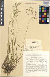Poa finitima T.Koyama, Siberia, Russian Far East (S6) (Russia)