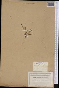 Pontederia cordata L., America (AMER) (United States)
