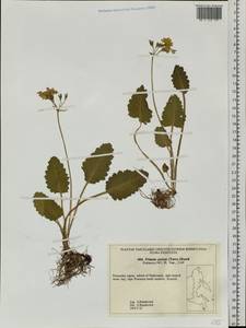 Primula sieboldii É. Morren, Siberia, Russian Far East (S6) (Russia)