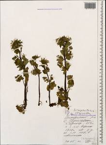 Scrophularia chrysantha Jaub. & Sp., Caucasus, Krasnodar Krai & Adygea (K1a) (Russia)
