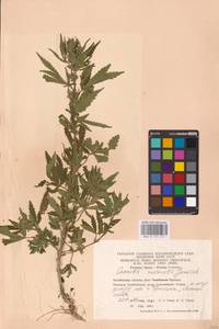 Cannabis sativa var. ruderalis (Janisch.) S. Z. Liou, Eastern Europe, Eastern region (E10) (Russia)