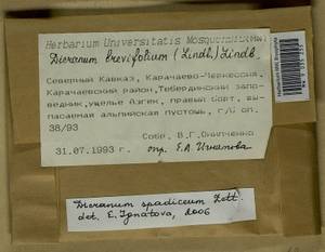 Dicranum spadiceum J.E. Zetterst., Bryophytes, Bryophytes - North Caucasus & Ciscaucasia (B12) (Russia)