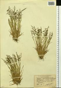 Phippsia concinna (Th.Fr.) Lindeb., Siberia, Chukotka & Kamchatka (S7) (Russia)