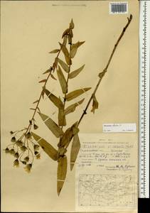 Hieracium robustum Fr., Mongolia (MONG) (Mongolia)