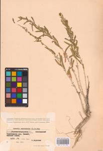 Krascheninnikovia ceratoides (L.) Gueldenst., Eastern Europe, North Ukrainian region (E11) (Ukraine)