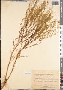 Artemisia scoparia Waldst. & Kit., Eastern Europe, Lower Volga region (E9) (Russia)