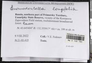 Anomodontella longifolia (Schleich. ex Brid.) Ignatov & Fedosov, Bryophytes, Bryophytes - Russian Far East (excl. Chukotka & Kamchatka) (B20) (Russia)