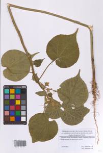 Abutilon theophrasti Medik., Eastern Europe, Moscow region (E4a) (Russia)