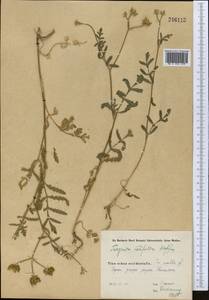 Turgenia latifolia (L.) Hoffm., Middle Asia, Western Tian Shan & Karatau (M3) (Uzbekistan)