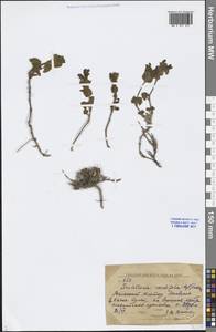 Scutellaria cordifrons Juz., Middle Asia, Western Tian Shan & Karatau (M3) (Kazakhstan)