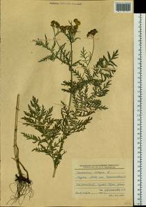 Tanacetum vulgare L., Siberia, Yakutia (S5) (Russia)