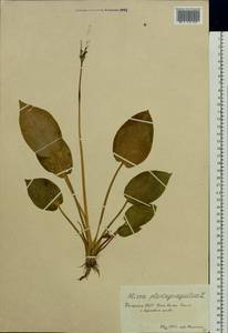 Alisma plantago-aquatica L., Eastern Europe, Middle Volga region (E8) (Russia)