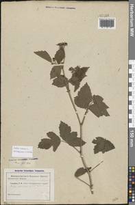 Rubus caesius L., Eastern Europe, Rostov Oblast (E12a) (Russia)