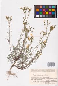 Linum ucranicum (Griseb. ex Planch.) Czern., Eastern Europe, Lower Volga region (E9) (Russia)