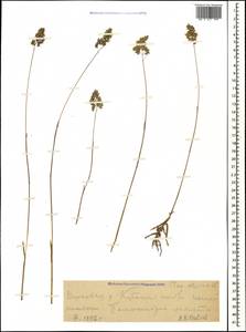 Poa alpina L., Caucasus, Stavropol Krai, Karachay-Cherkessia & Kabardino-Balkaria (K1b) (Russia)