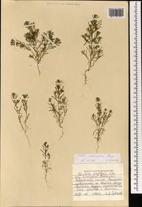 Grubovia melanoptera (Bunge) Freitag & G. Kadereit, Mongolia (MONG) (Mongolia)