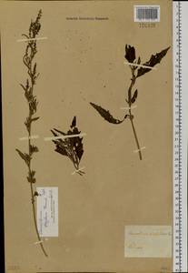 Chenopodium acuminatum Willd., Siberia, Baikal & Transbaikal region (S4) (Russia)