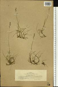 Paracolpodium altaicum (Trin.) Tzvelev, Siberia, Western (Kazakhstan) Altai Mountains (S2a) (Kazakhstan)