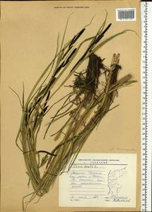 Carex acuta L., Siberia, Baikal & Transbaikal region (S4) (Russia)