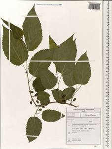 Morus alba L., South Asia, South Asia (Asia outside ex-Soviet states and Mongolia) (ASIA) (South Korea)