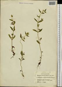 Halenia corniculata (L.) Cornaz, Siberia, Altai & Sayany Mountains (S2) (Russia)