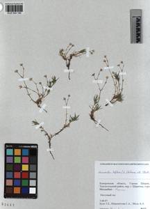 KUZ 004 199, Cherleria biflora (L.) comb. ined., Siberia, Altai & Sayany Mountains (S2) (Russia)