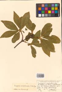 Euonymus macropterus Rupr., Siberia, Russian Far East (S6) (Russia)