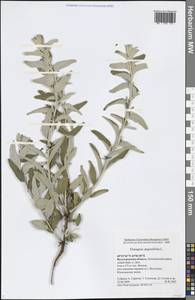 Elaeagnus angustifolia L., Eastern Europe, Lower Volga region (E9) (Russia)