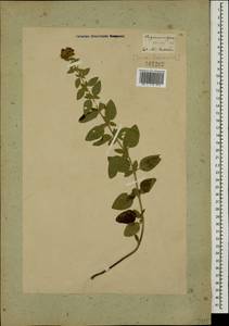 Origanum vulgare L., Caucasus, Georgia (K4) (Georgia)