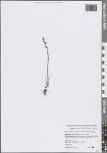 Lolium multiflorum Lam., Siberia, Baikal & Transbaikal region (S4) (Russia)