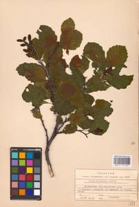 Alnus incana subsp. kolaensis (Orlova) Á.Löve & D.Löve, Eastern Europe, Northern region (E1) (Russia)