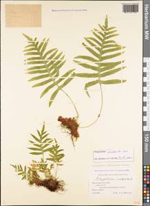 Polypodium cambricum L., Caucasus, Black Sea Shore (from Novorossiysk to Adler) (K3) (Russia)