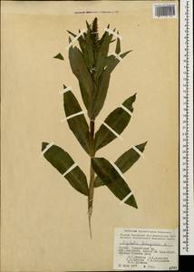 Digitalis ferruginea L., Caucasus, Georgia (K4) (Georgia)