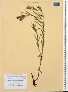 Dianthus caucaseus Sims, Caucasus, North Ossetia, Ingushetia & Chechnya (K1c) (Russia)