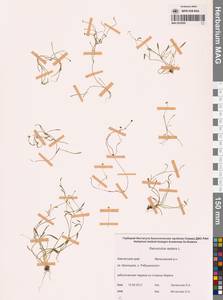 Ranunculus reptans L., Siberia, Chukotka & Kamchatka (S7) (Russia)