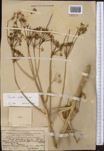 Ferula kelleri Koso-Pol., Middle Asia, Northern & Central Tian Shan (M4) (Kyrgyzstan)