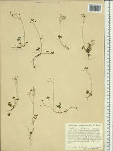 Micranthes nudicaulis, Siberia, Russian Far East (S6) (Russia)