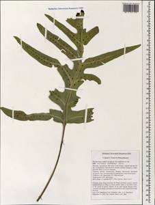 Leptochilus, South Asia, South Asia (Asia outside ex-Soviet states and Mongolia) (ASIA) (Vietnam)