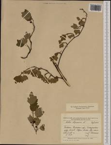 Ribes alpinum, Western Europe (EUR) (Poland)