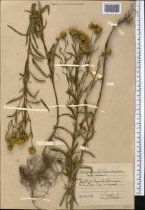 Pentanema salicinum (L.) D. Gut. Larr., Santos-Vicente, Anderb., E. Rico & M. M. Mart. Ort., Middle Asia, Western Tian Shan & Karatau (M3) (Uzbekistan)