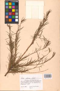 Larix sibirica Ledeb., Eastern Europe, Moscow region (E4a) (Russia)
