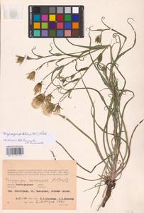 Tragopogon podolicus Besser ex DC., Eastern Europe, Lower Volga region (E9) (Russia)
