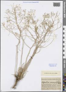 Lepidium coronopifolium Spreng., Middle Asia, Caspian Ustyurt & Northern Aralia (M8) (Kazakhstan)