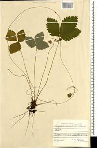 Fragaria orientalis Losinsk., Mongolia (MONG) (Mongolia)