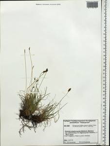 Carex simpliciuscula Wahlenb., Siberia, Central Siberia (S3) (Russia)