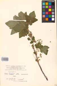 Ribes nigrum L., Eastern Europe, Moscow region (E4a) (Russia)