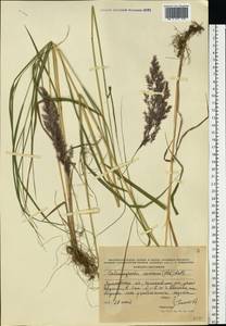 Calamagrostis canescens (Weber) Roth, Eastern Europe, Central forest region (E5) (Russia)